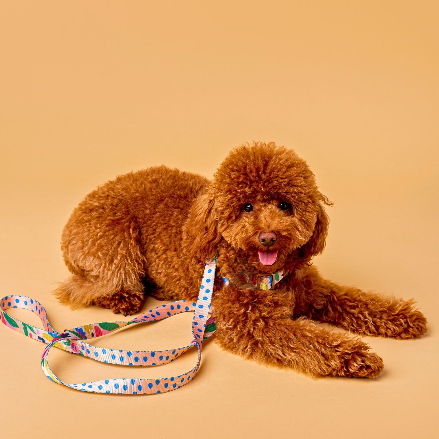 Brown poodle with a colorful Fur Sie Gaston leash and harness on a beige background