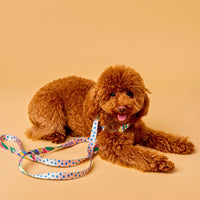 Brown poodle with a colorful Fur Sie Gaston leash and harness on a beige background