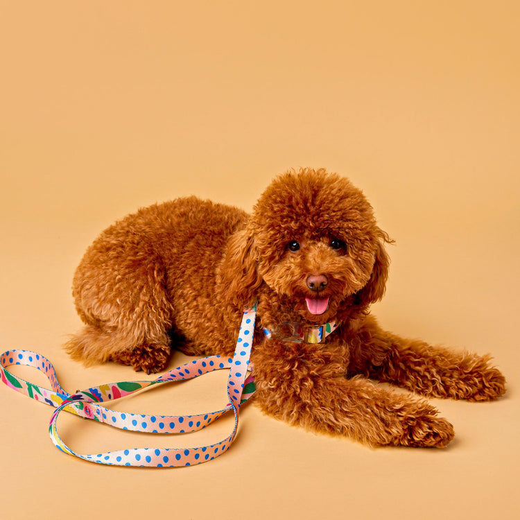 Brown poodle with a colorful Fur Sie Gaston leash and harness on a beige background