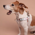 Small Jack Russell Terrier yawning while wearing a Fur-Sie abstract pastel print harness a beige background
