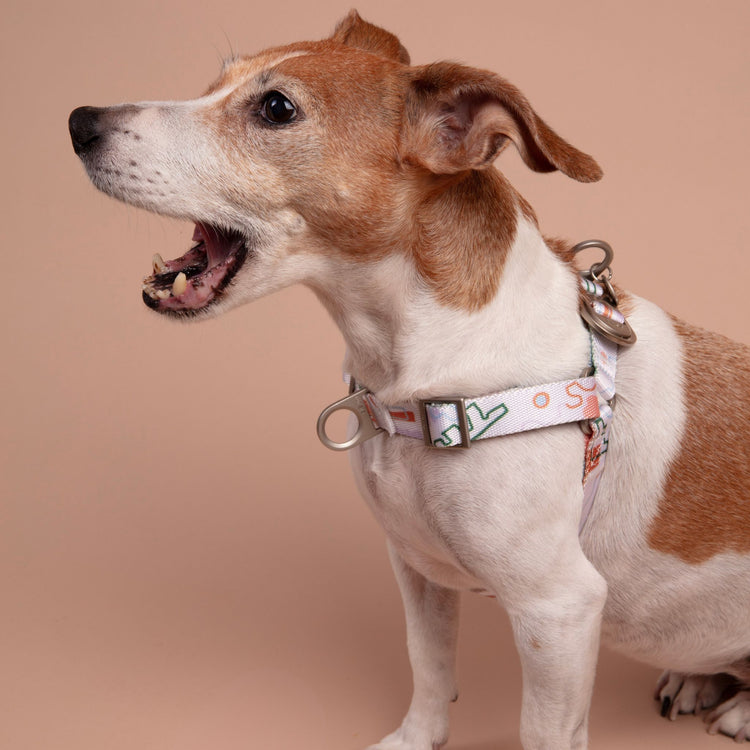 Small Jack Russell Terrier yawning while wearing a Fur-Sie abstract pastel print harness a beige background