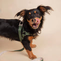 Dog wearing a Fur Sie Sabine green harness on a beige background