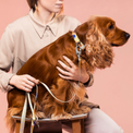 Person holding a dog wearing the Una collar and leash on a pink  background