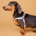 Matteo dog harness