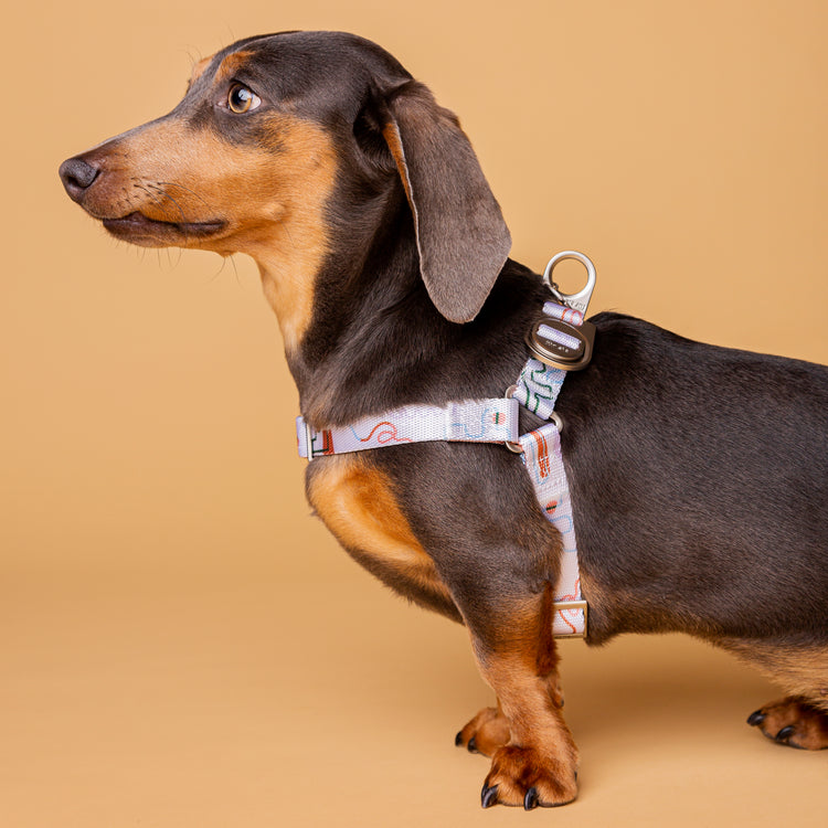Matteo dog harness