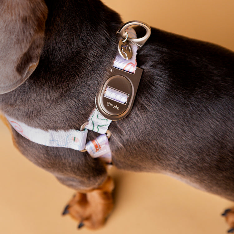 Dog wearing Matteo harness metal buckle detail
