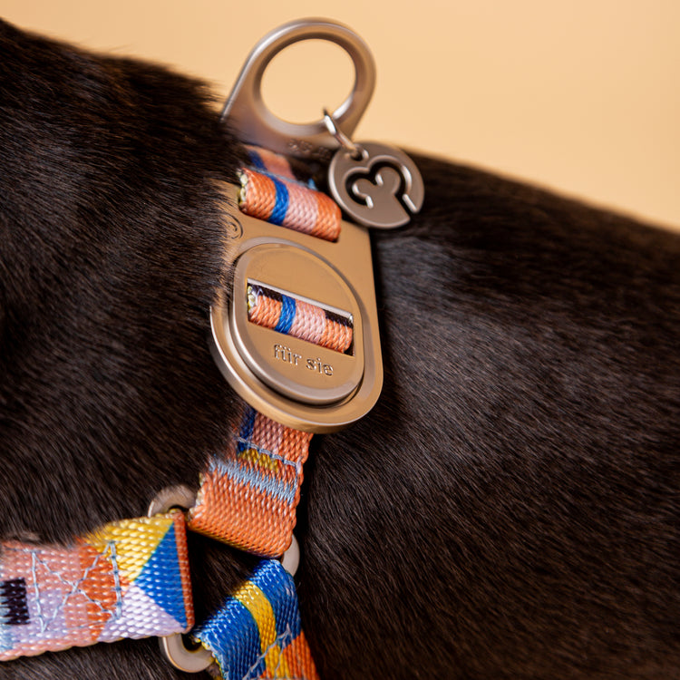 Close-up of a dog wearing Una dog harness