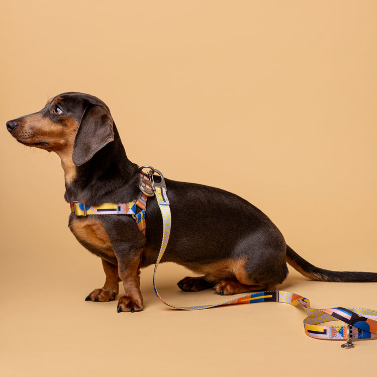 Una dog harness