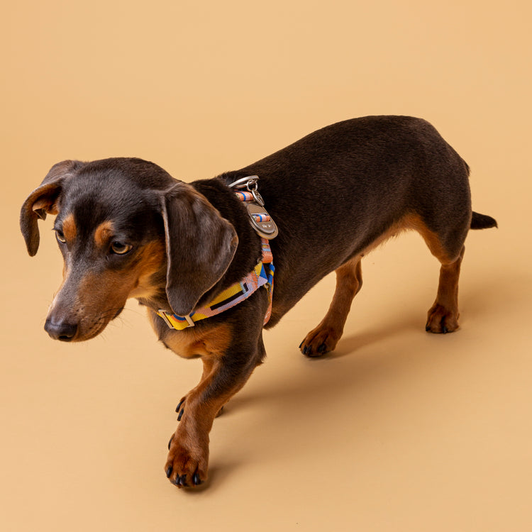 Una dog harness