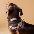 Dog wearing Una dog harness