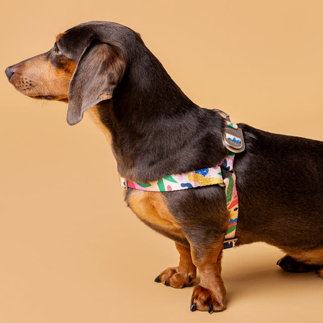 Gaston dog harness