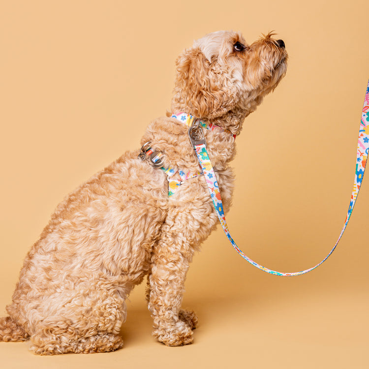 Fayette leash 