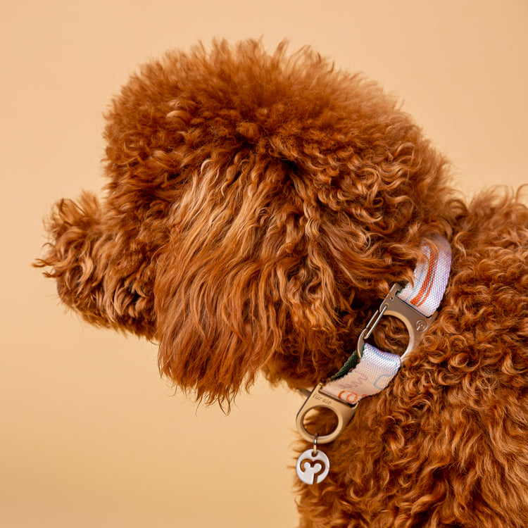 A small poodle wearing a Fur Sie Matteo patterned collar with silver hardware, and a D-ring attached to Fur Sie logo charm