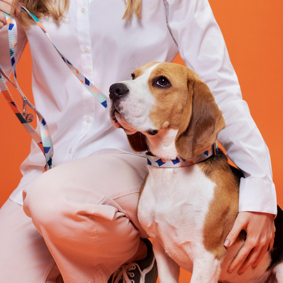 Bran Leash | Premium Dog Essentials | Pet Leashes Online | Fur-Sie