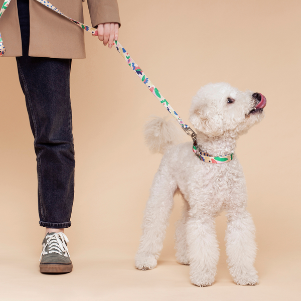 Gaston Leash & Collar Set | Pet Products | Dog Collars Online Fur-Sie