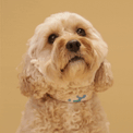 Fayette Collar | Premium Dog Essentials | Fur-Sie